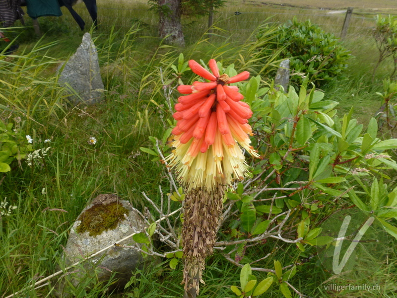 Fackellilie: Übersicht